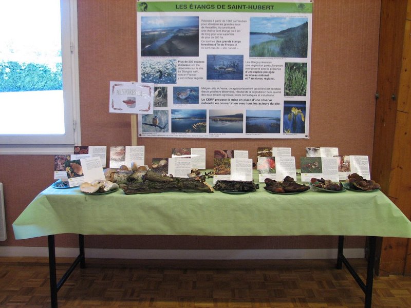 2009 10 Expo champignons de Clairefontaine 35